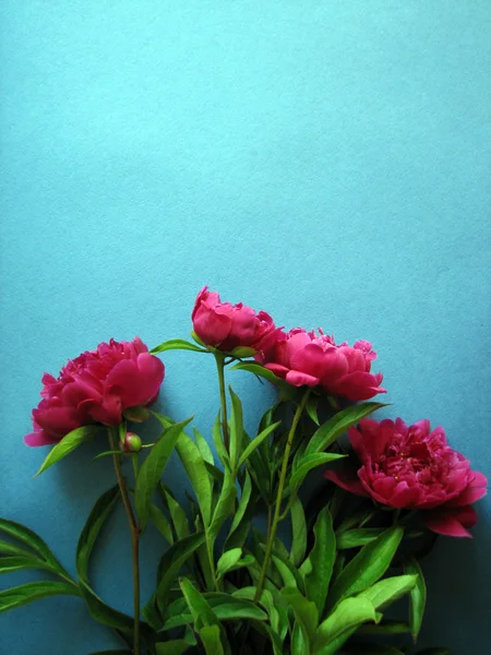 Peonía rosa floreciente — Foto de Stock