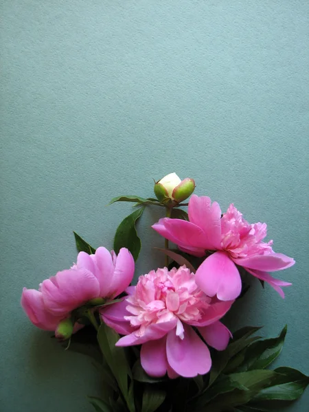 Růžový pivoňkový květ — Stock fotografie