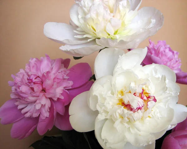 Bouquet rosa e bianco di peonie — Foto Stock