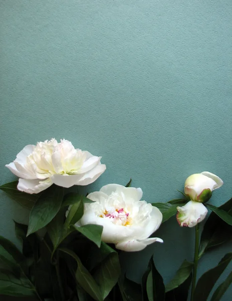 美丽的白牡丹 — 图库照片