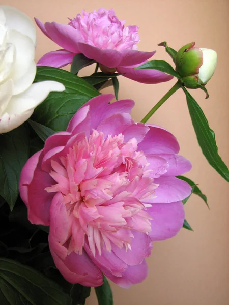牡丹のピンクと白の花束 — ストック写真