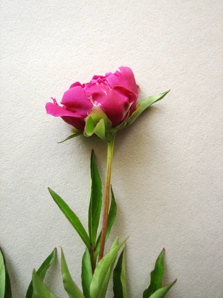 Peonia rosa in fiore — Foto Stock