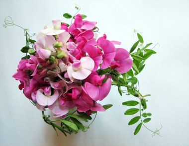 pembe tatlı bezelye 