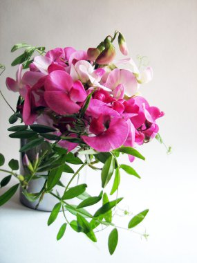 pembe tatlı bezelye 