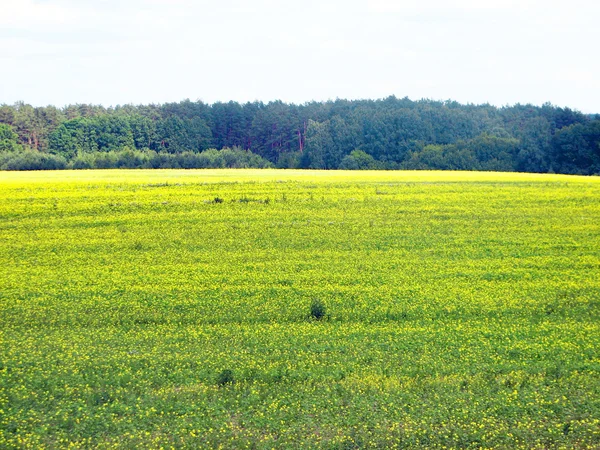Nyári táj, fű mező — Stock Fotó