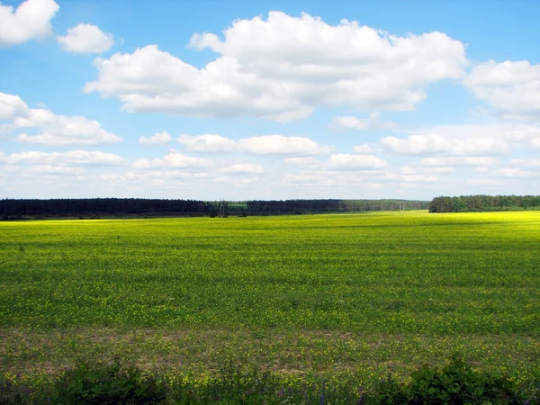 Zomer landschap met gebied van gras — Stockfoto