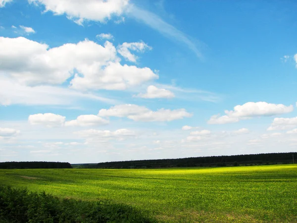 Summer landscape with field of grass — Stock Photo, Image