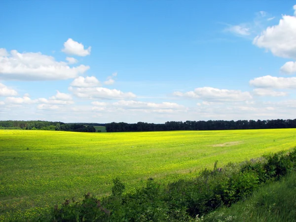 Paisaje de verano con campo de hierba —  Fotos de Stock