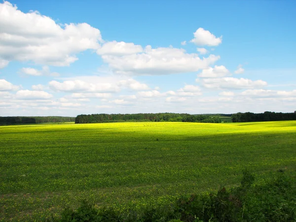Zomer landschap met gebied van gras — Stockfoto
