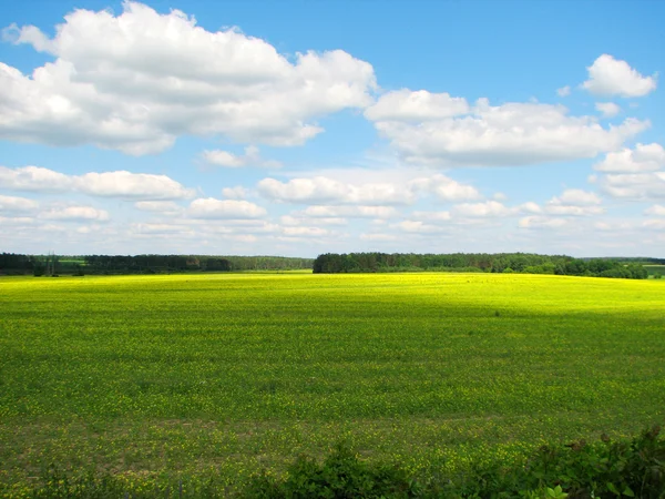 Zomer landschap met gebied van gras — Stockfoto