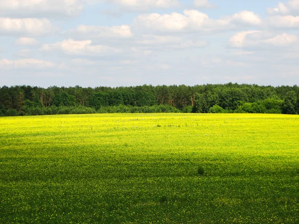 Summer landscape with field of grass — Stock Photo, Image