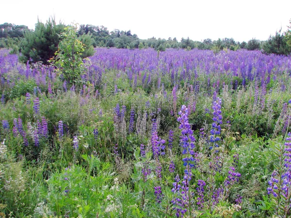 Lupins violet vif — Photo