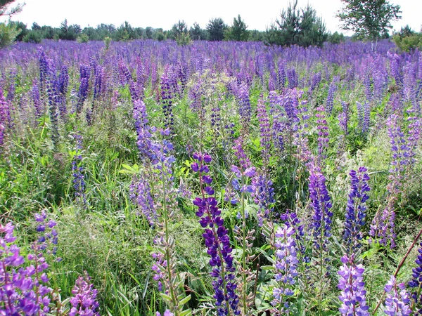 Parlak mor lupines — Stok fotoğraf