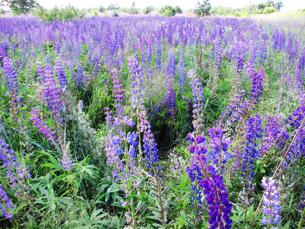 Heldere paarse lupine — Stockfoto