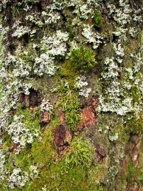 Yosun ile ağaç kabuğu dokusu