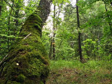 Yosun ile ağaç kabuğu dokusu