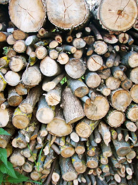 Decoración del arte de piedra con peces — Foto de stock © sushkonastya