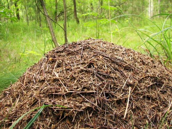 Grande fourmilière en bois de conifères — Photo