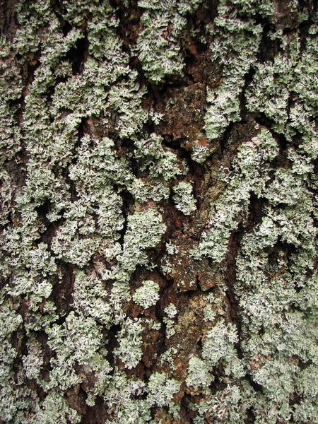 Textura de casca de árvore com musgo — Fotografia de Stock