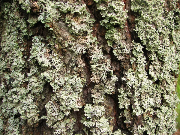 Textura de casca de árvore com musgo — Fotografia de Stock