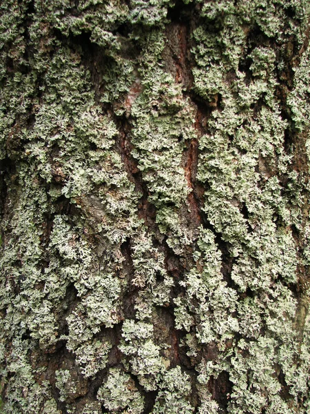 Textura de corteza de árbol con musgo —  Fotos de Stock