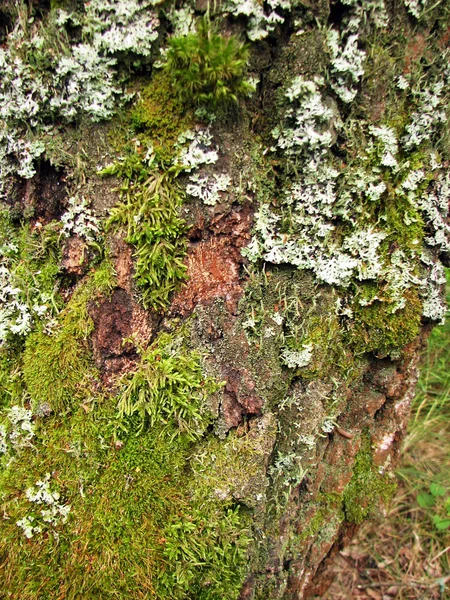 Tekstura kory drzewa z mchem — Zdjęcie stockowe