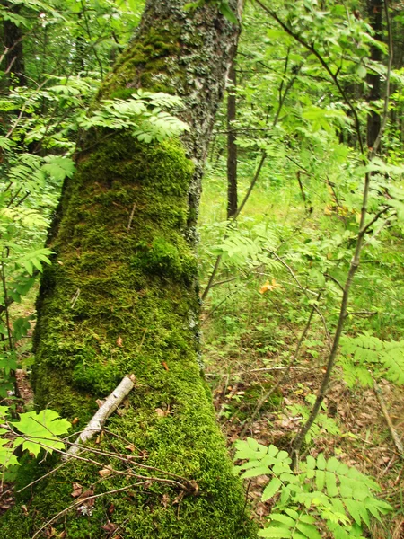 Yosun ile ağaç kabuğu dokusu — Stok fotoğraf