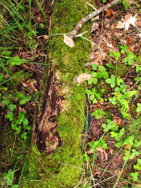 Yosunlu ağaç kütüğü — Stok fotoğraf
