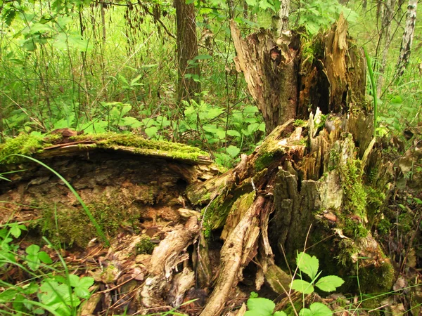 Souche d'arbre mousseux — Photo