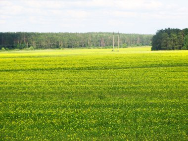 Yaz çim alan, yatay