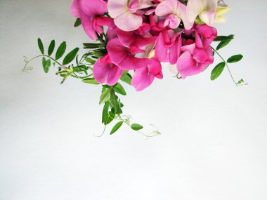 pembe tatlı bezelye 