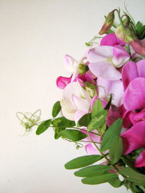 pembe tatlı bezelye 