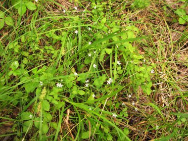yeşil çimenler ve çiçekler