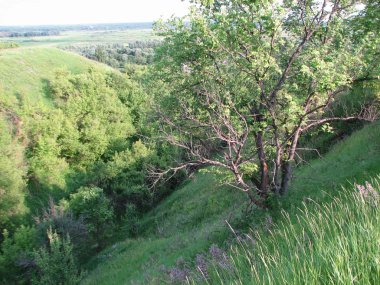 ağaçları ile yeşil tepeler