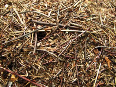 Büyük ant hill yakın çekim