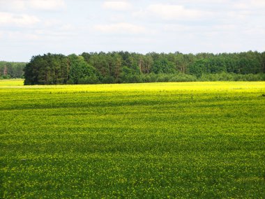 Yaz çim alan, yatay