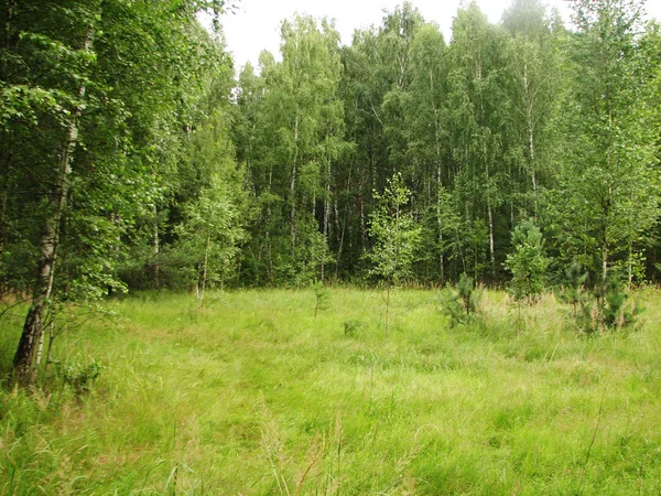 Morgon grön skog — Stockfoto