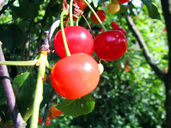 Tree with ripe cherries — Stock Photo, Image