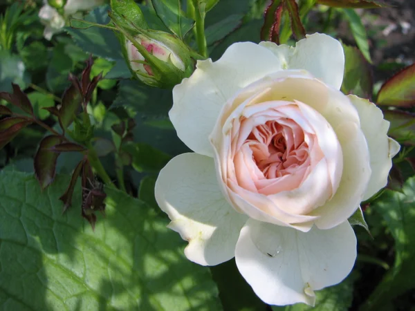 Beautiful white flowers — Stock Photo, Image