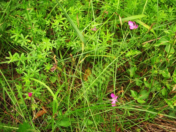 Зеленая трава и цветы — стоковое фото