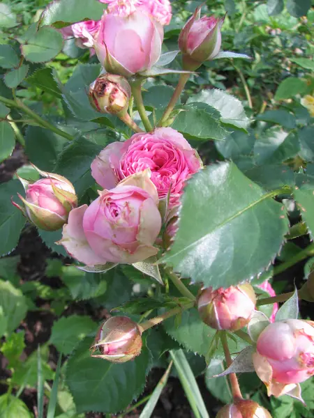 Rózsaszín rózsák a kertben — Stock Fotó