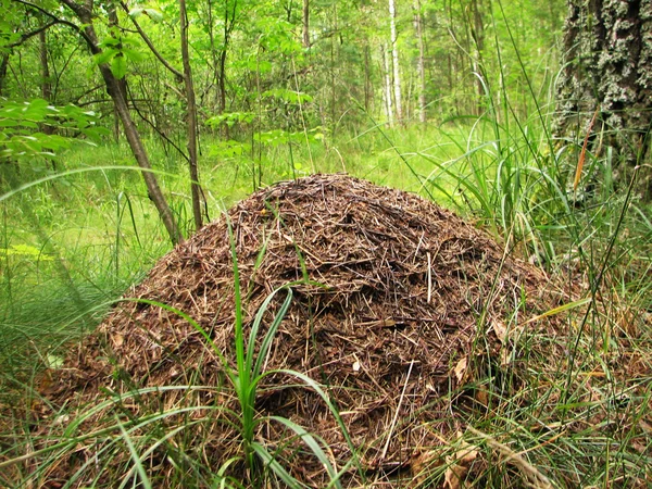 La grande fourmilière — Photo