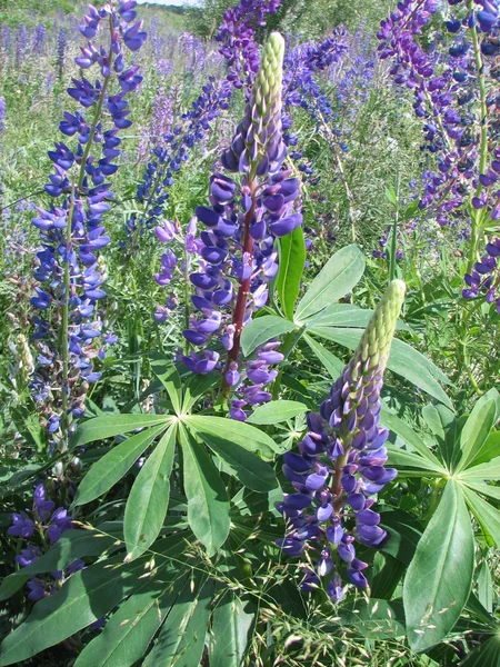 Heldere paarse lupine — Stockfoto