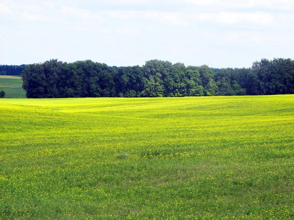 Summer landscape with field of grass — Stock Photo, Image