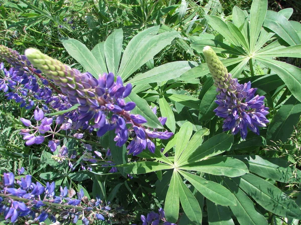 Heldere paarse lupine — Stockfoto