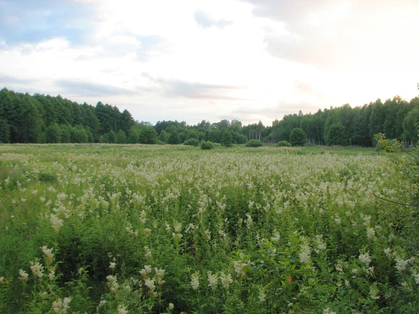 Letní krajina s polem trávy — Stock fotografie