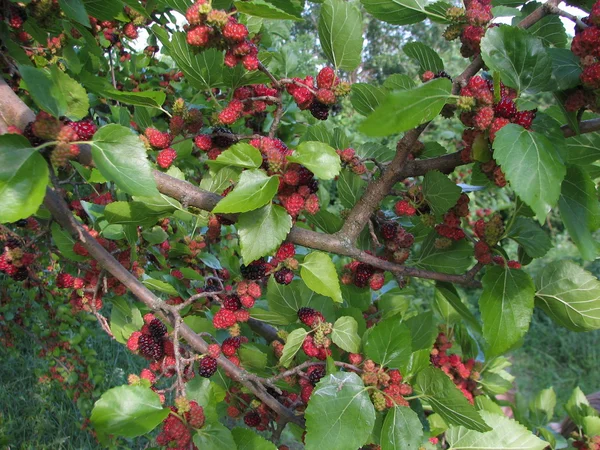 Verse moerbei bessen op boom — Stockfoto