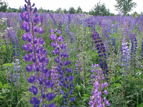 Lupins violet vif — Photo