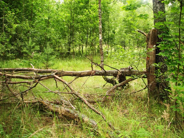 Morgon grön skog — Stockfoto