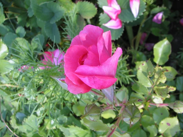 Rosa selvatica rosa — Foto Stock